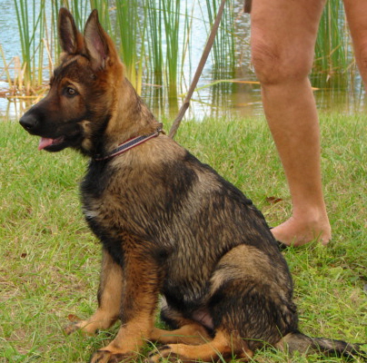 Old east german shepherd