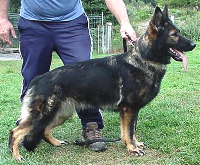Grafental store german shepherds