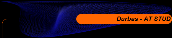 Durbas - AT STUD